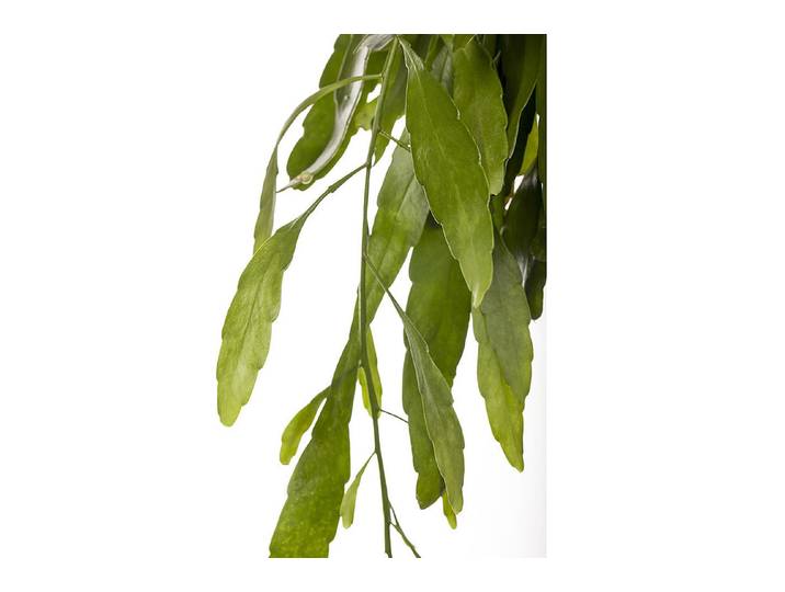 Qualité & Prix Rhipsalis Weiss ⌀ 18 cm