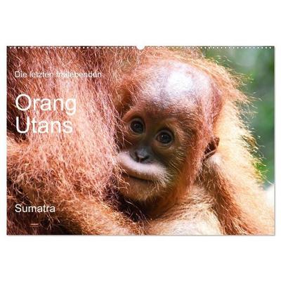 Die letzten freilebenden Orang Utans (Wandkalender 2027 DIN A2 quer), CALVENDO Monatskalender