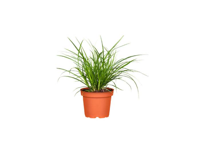 Carex brunnea Magic Green Ø13cm