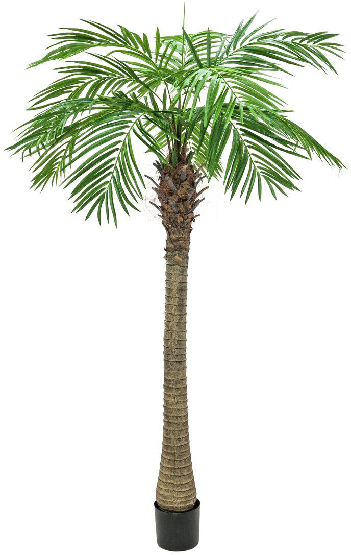 Europalms Phönixpalme Luxor, 150cm