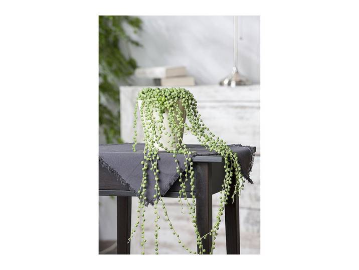 Qualité & Prix Erbsenpflanze Senecio rowleyanus ⌀ 14 cm