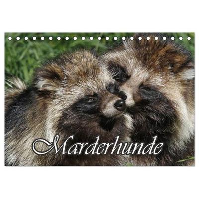 Marderhunde (Tischkalender 2026 DIN A5 quer), CALVENDO Monatskalender