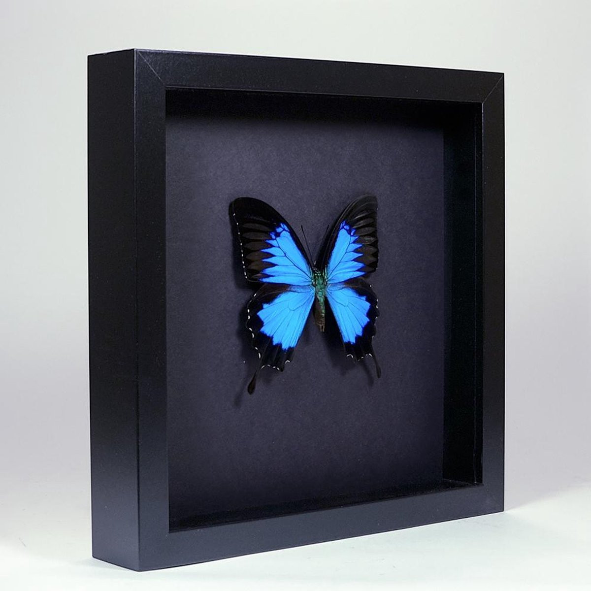 Opgezette blauwe vlinder voor op tafel