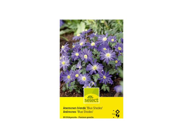 Select Blumenwziebel Anemone blanda Blue Shades ''