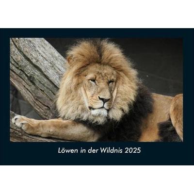 Löwen in der Wildnis 2025 Fotokalender DIN A4