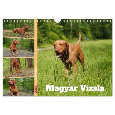 Faszination Magyar Vizsla (Wandkalender 2026 DIN A4 quer), CALVENDO Monatskalender