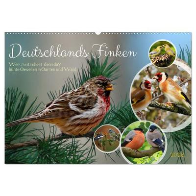 Deutschlands Finken (Wandkalender 2026 DIN A2 quer), CALVENDO Monatskalender