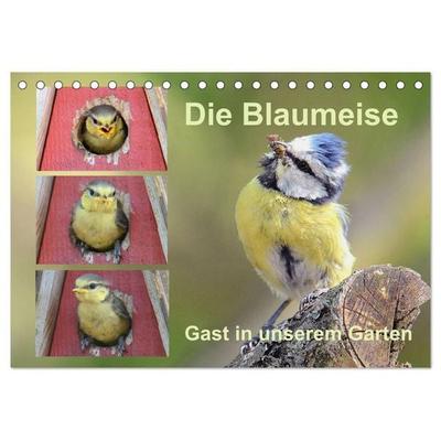 Die Blaumeise, Gast in unserem Garten (Tischkalender 2026 DIN A5 quer), CALVENDO Monatskalender