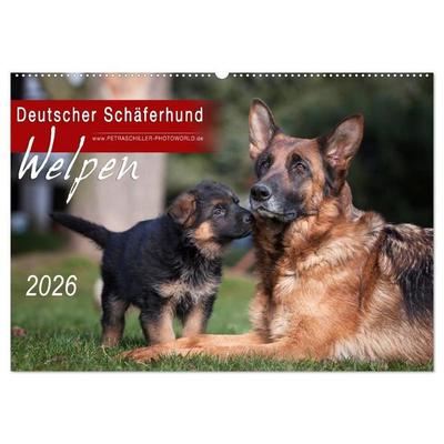 Deutscher Schäferhund - Welpen / CH-Version (Wandkalender 2026 DIN A2 quer), CALVENDO Monatskalender
