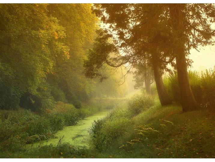 Fototapete PAPERMOON Wald mit Fluss , bunt, B:2m L:1,49m, Vlies, Tapeten, Fototapete