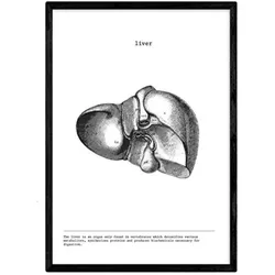 POSTER Anatomie Leber A4 Rahmenlos