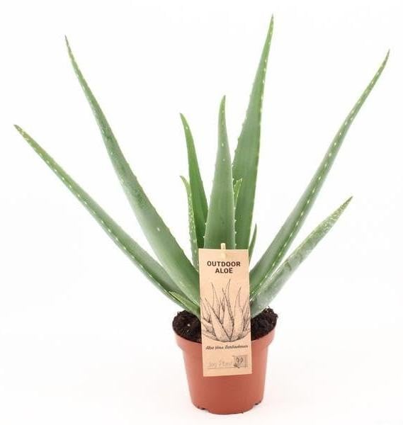Aloe Vera in pot voor buiten