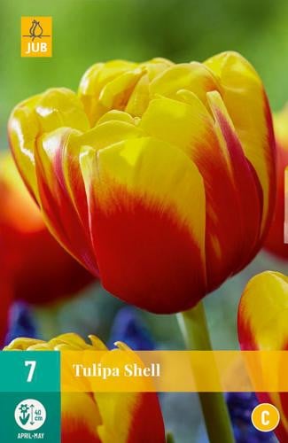 Tulipa shell JUB, 7 bollen