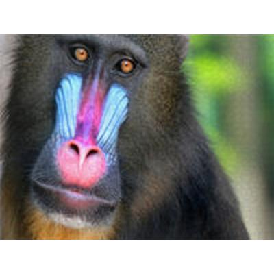 CALVENDO Puzzle MANDRILL 1000 Teile Puzzle quer | 1000 Teile Lege-Größe 64 × 48 cm Foto-Puzzle für glückliche Stunden