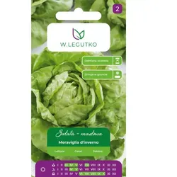 Kopfsalat Meraviglia d'inverno – grün, winterhart