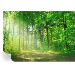 FOTOTAPETE 312x219 cm - Waldweg