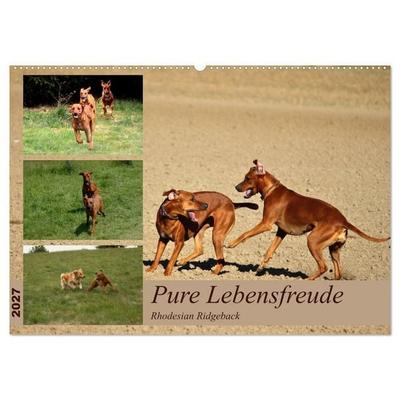 Rhodesian Ridgeback, Pure Lebensfreude (Wandkalender 2027 DIN A2 quer), CALVENDO Monatskalender