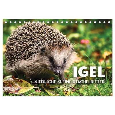 Igel - Niedliche kleine Stachelritter (Tischkalender 2027 DIN A5 quer), CALVENDO Monatskalender