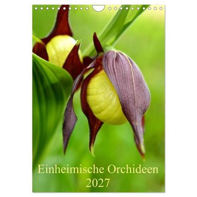 Einheimische Orchideen (Wandkalender 2027 DIN A4 hoch), CALVENDO Monatskalender