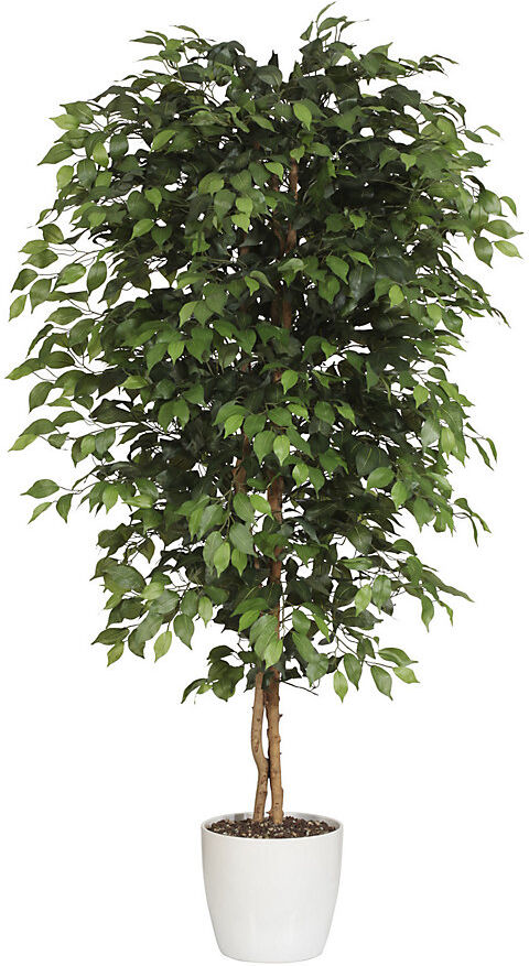 kaiserkraft Ficus benjamina, Naturstamm, mit Keramiktopf, Höhe 2100 mm