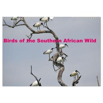 Birds of the Southern African Wild (Wall Calendar 2027 DIN A3 landscape), CALVENDO 12 Month Wall Calendar