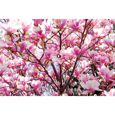 Fototapete PAPERMOON "Blühende Magnolie", bunt, B:3m L:2,23m, Vlies, Tapeten