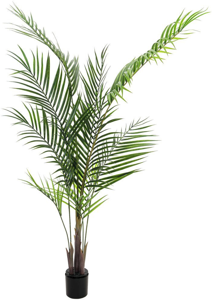 Europalms Großblatt-Areca, 165cm