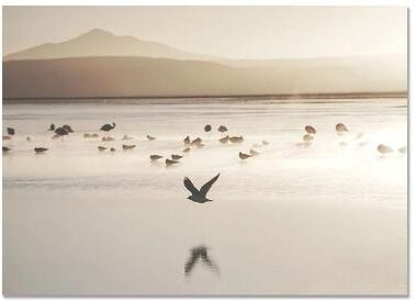 Uplift Picks Nordic Beach Canvas Wall Art Minimalist Shell Flower Prints Decor 01 50x70 Cm