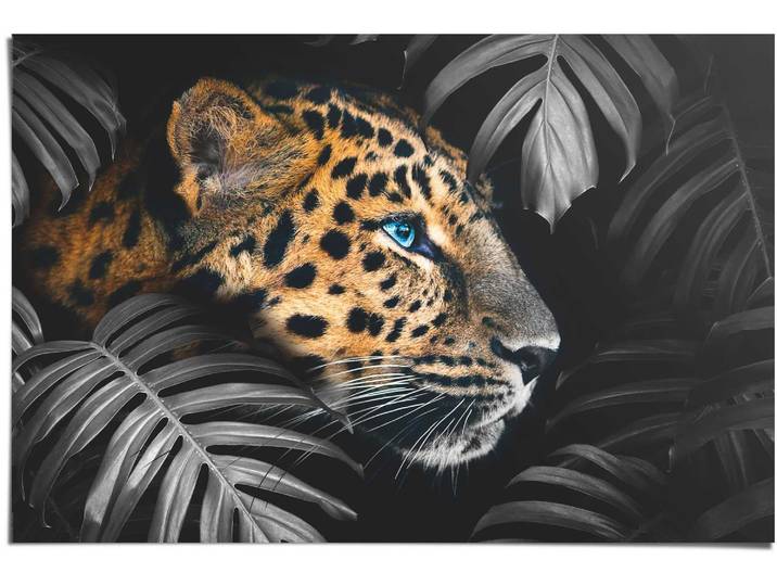 Poster REINDERS Leopard Jungle - Eyecatcher - Tiermotiv - Modern , bunt (farbe bild(er): mehrfarbig), B:91,5cm H:61cm, Papier, Bilder, Poster