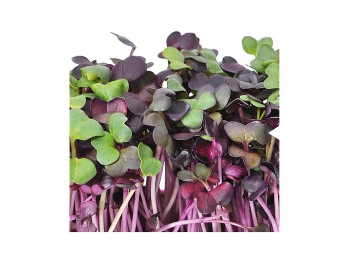 Gusta 600B01 Samen Microgreens Radies