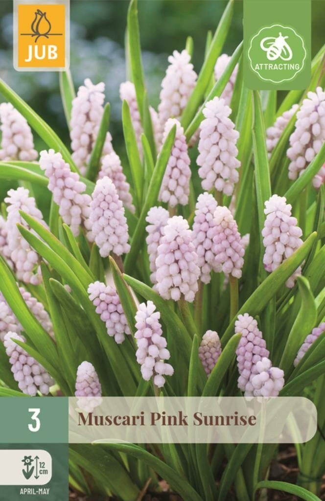 Muscari Pink Sunrise 3 bollen van Jub