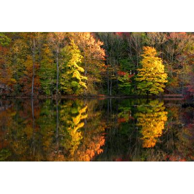 Fototapete PAPERMOON "See im Wald", bunt, B:5m L:2,8m, Vlies, Tapeten