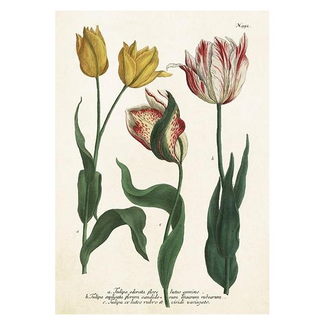 Sköna Ting ST449 B6-Karte + Tulpenumschlag (47994837)