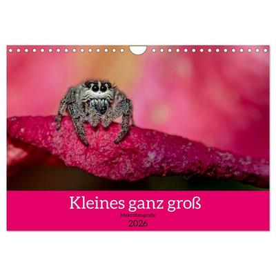 Kleines ganz groß - Makrofotografie (Wandkalender 2026 DIN A4 quer), CALVENDO Monatskalender