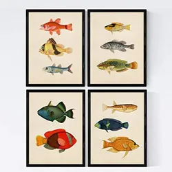 POSTER Set mit 4 Mittelmeer 11 verschiedenen Fischen A3 Rahmenlos