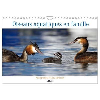 Oiseaux aquatiques en famille (Calendrier mural 2026 DIN A4 vertical), CALVENDO calendrier mensuel