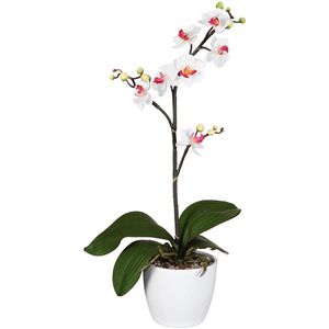 Creativ-green Kunstblume Orchidee, Phalaenopsis, Cassandra, weiß, Keramik-Topf, Höhe 55 cm, 2 Stück