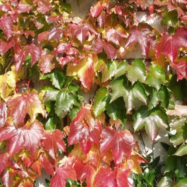 2 x Klimop Veitch Boskoop in pot, 50-60 cm