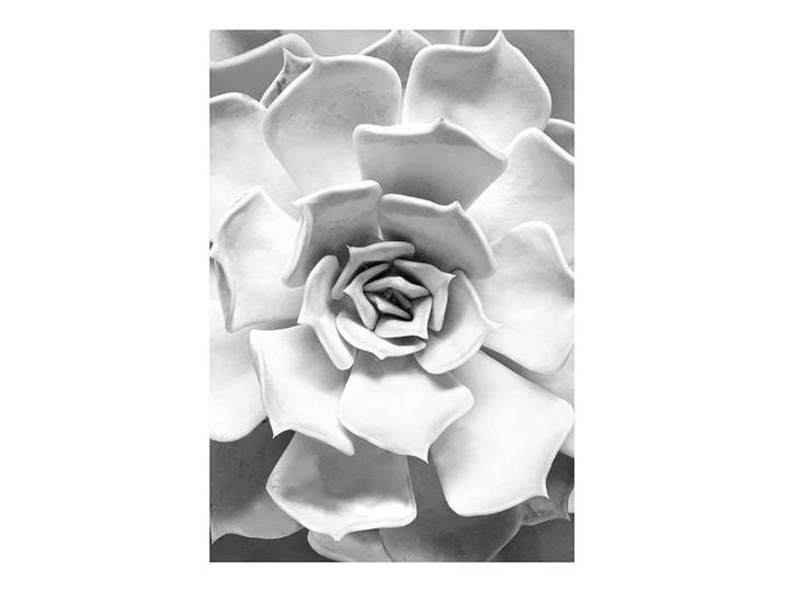 Bild KOMAR Succulent Closeup , bunt (farbe bild(er): bunt), B:30cm H:40cm, Holz, Papier, Bilder, Bild, Wandbild zur Dekoration - ohne Rahmen