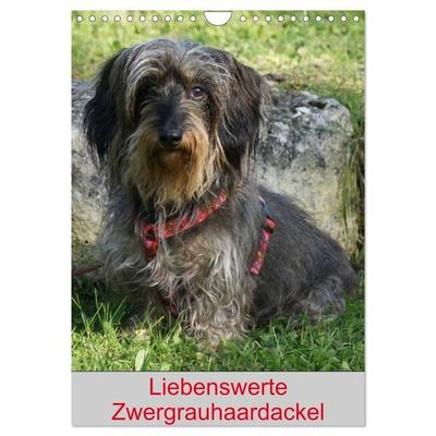 Liebenswerte Zwergrauhaardackel (Wandkalender 2026 DIN A4 hoch), CALVENDO Monatskalender