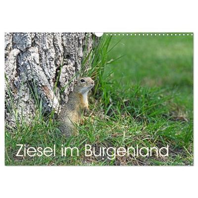 Ziesel im Burgenland (Wandkalender 2027 DIN A3 quer), CALVENDO Monatskalender