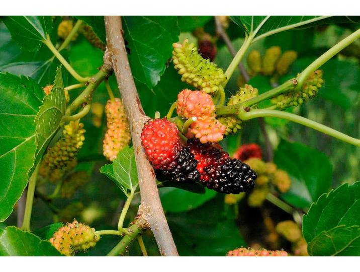 Schwarzer Maulbeerbaum Mora ' (Morus nigra 'Mora '), Topfgrösse Ø20cm'