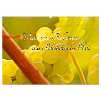 Wein- und Rebsorten aus Rheinland-Pfalz (Wandkalender 2026 DIN A2 quer), CALVENDO Monatskalender