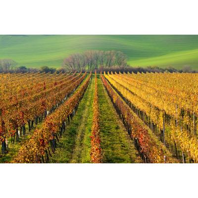 Fototapete PAPERMOON "WEIN-BERG-HERBST REBEN ABSTRAKT FARBIG FELD WIESE BÄUME", bunt, B:3,5m L:2,6m, Vlies, Tapeten