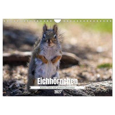 Eichhörnchen - Kleine Tiere mit großem Charakter (Wandkalender 2027 DIN A4 quer), CALVENDO Monatskalender