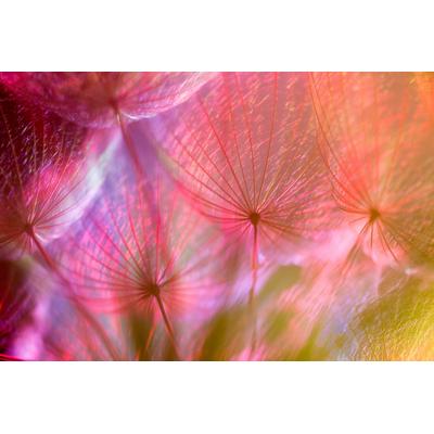 Fototapete PAPERMOON "PUSTEBLUME-LÖWENZAHN ABSTRAKT TEXTUR MUSTER FARBIG DEKO", bunt, B:3m L:2,23m, Vlies, Tapeten