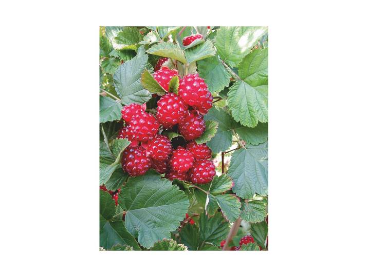 Himbeer-Hybride Dorman red ' Ø22cm'