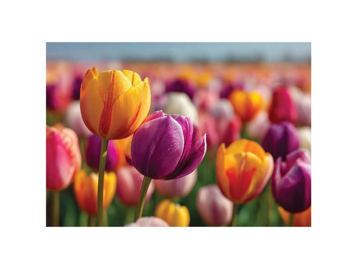 FOTOTAPETE Blumen Tulpen Bunt 350x250 cm