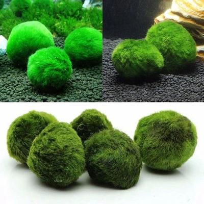 Uplift Treasures 3 To 4cm Marimo Moss Balls Aquarium Ornament Green Algae Ball Decor 3 To 4cm Marimo Moss Balls Aquarium Ornament Green Algae Ball Decor