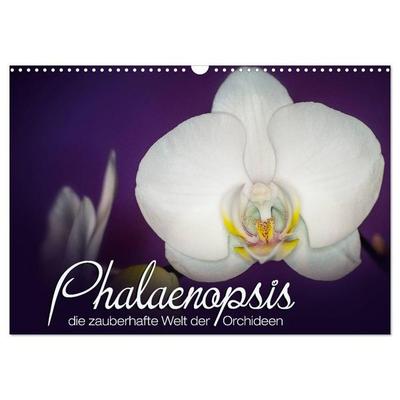 Phalaenopsis - die zauberhafte Welt der Orchideen (Wandkalender 2026 DIN A3 quer), CALVENDO Monatskalender